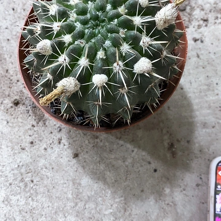 狮子王仙人球3578999