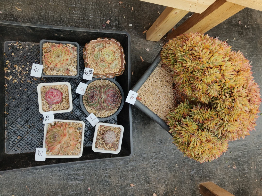 1005花掌柜精品杂交多肉7盆