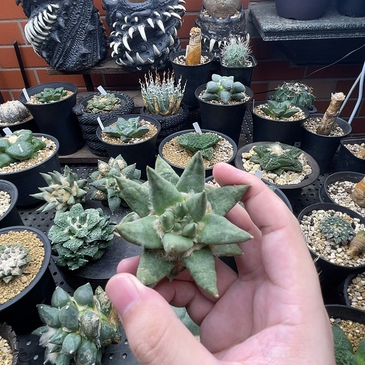 自根龙牙一一一一