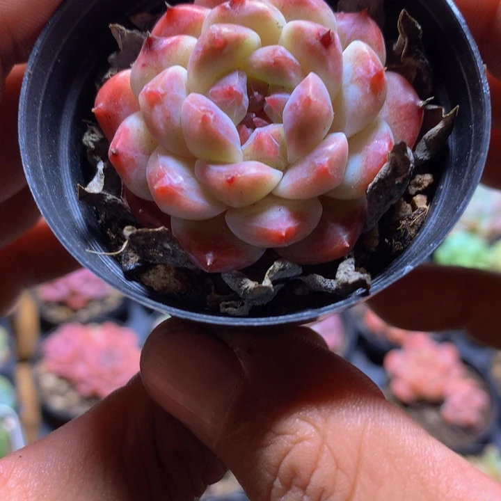 小精控糖心一物一拍