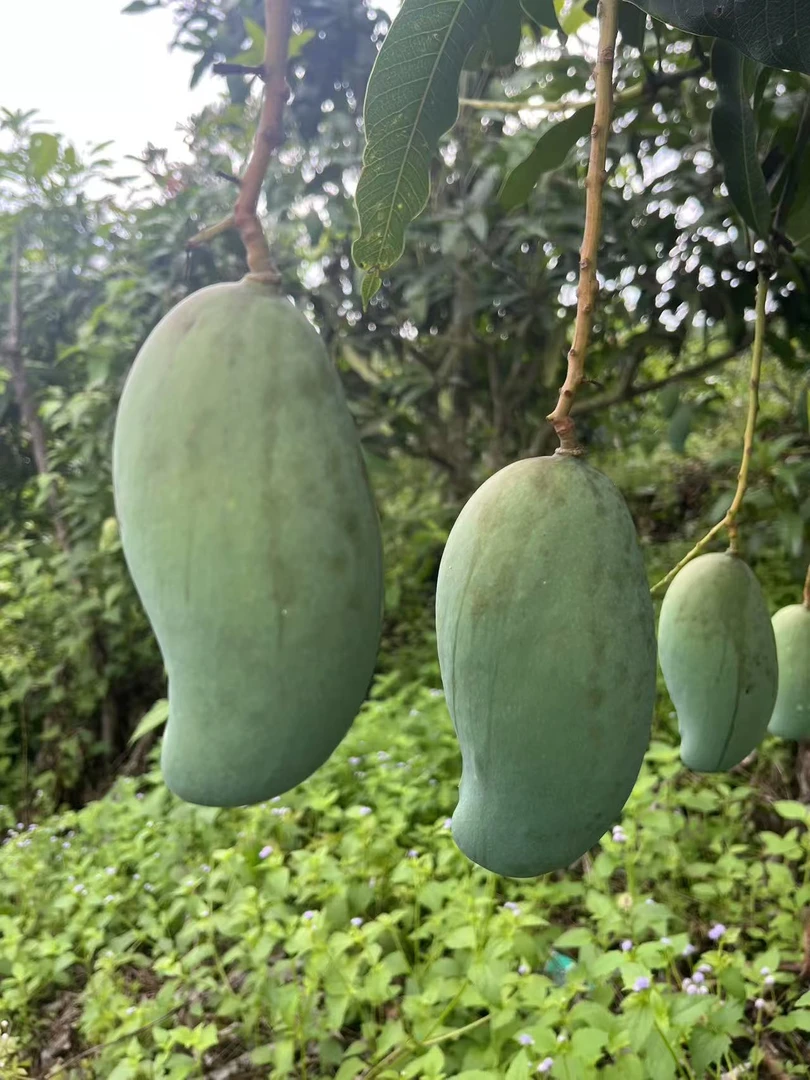 广西桂七香芒新鲜现摘酸甜多汁香味浓