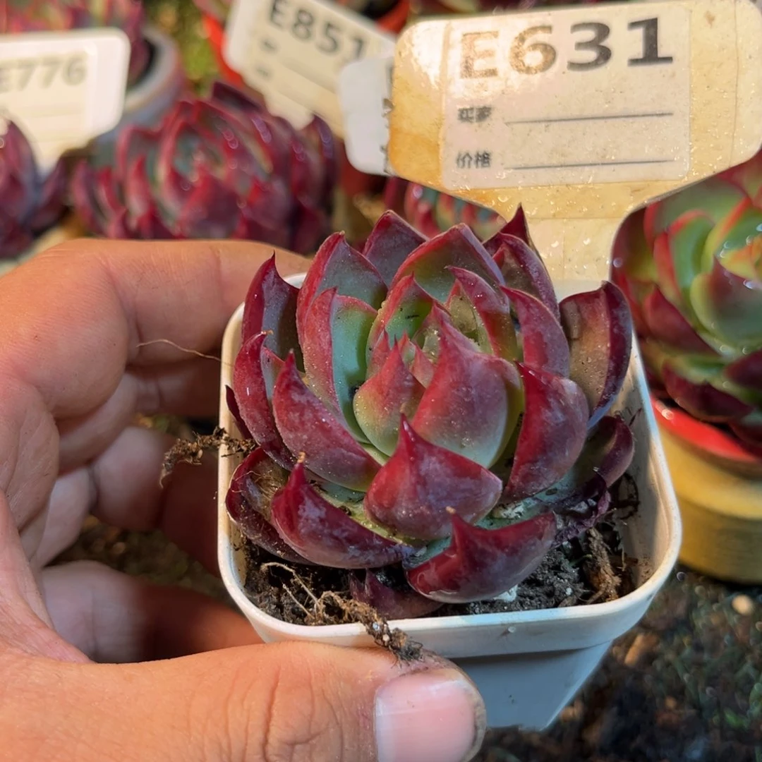 惊鸿一瞥631号多肉