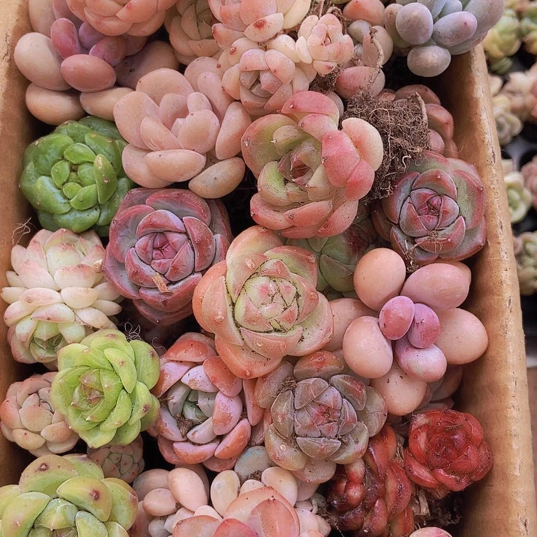 00000000001量拍保底20颗