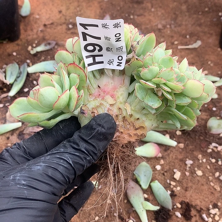 萃***园牡丹亭缀化 全场8折 非偏远38包邮