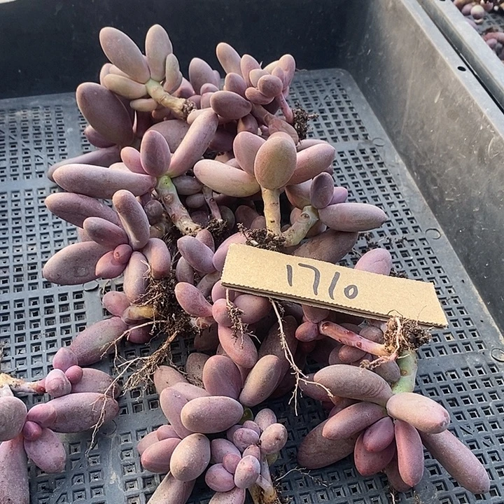 沫***丶无花朵1710号一物一拍糖果