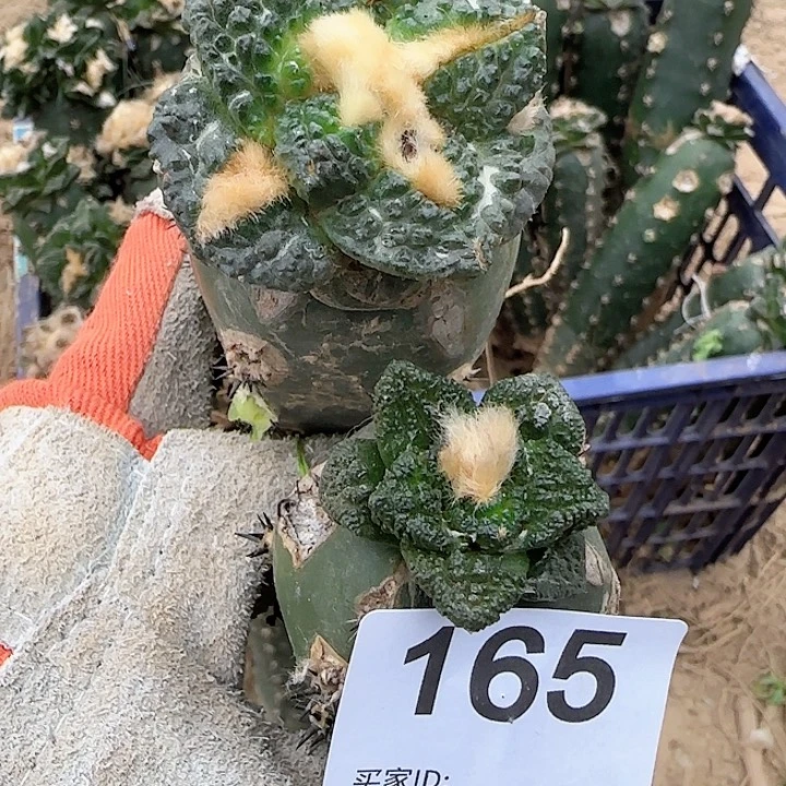 福利牡丹两个165