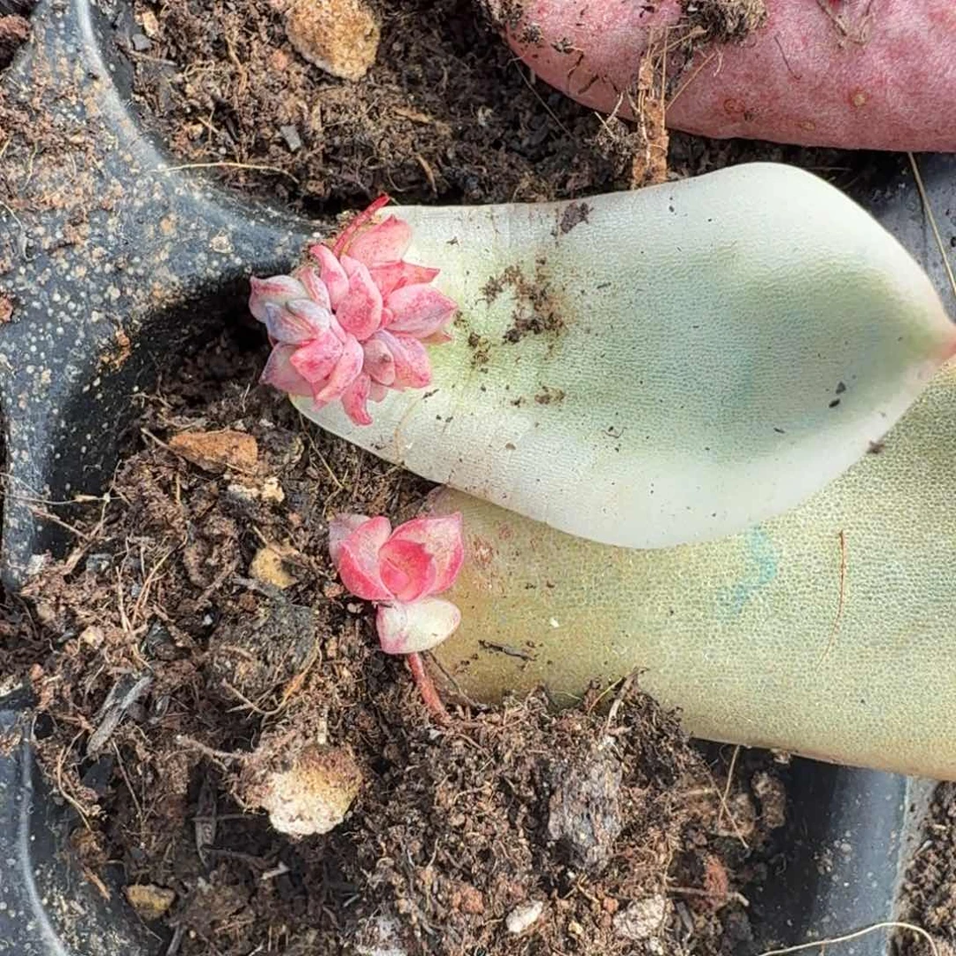 一组到如今的锦虽然锦