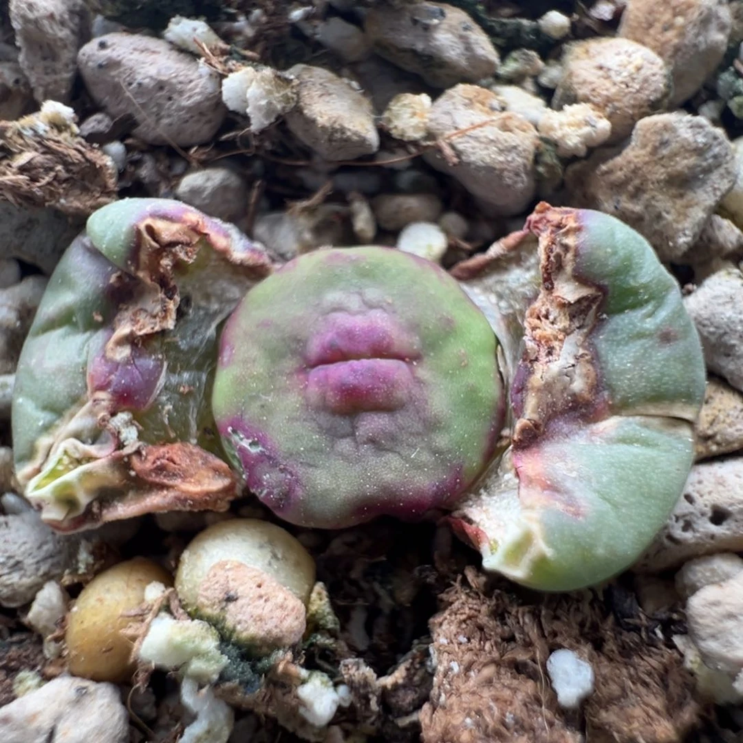 如****别886优选1968红嘴单头