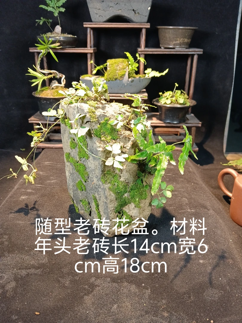 创意老砖随型花盆吸水保湿性能超强的种花神器。