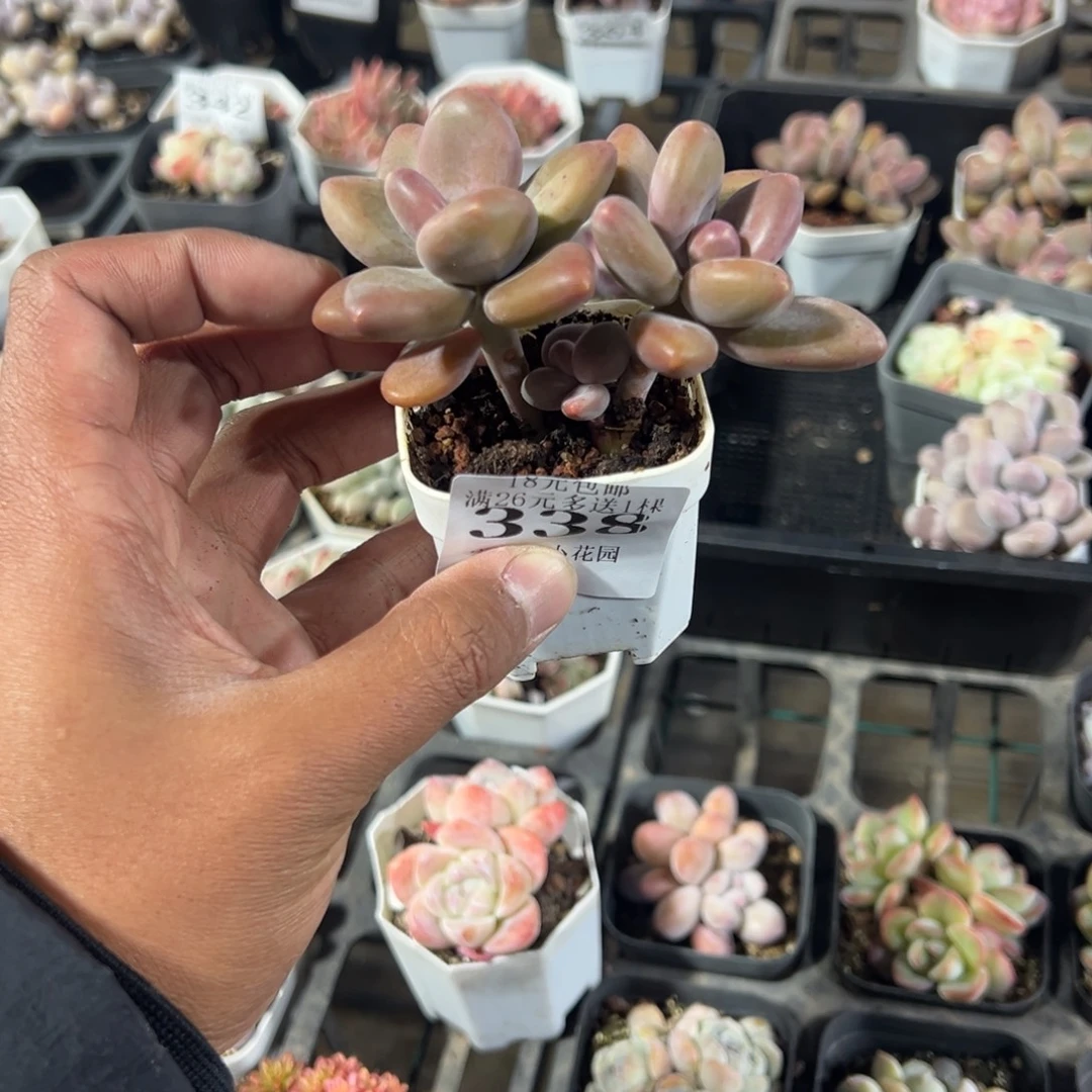 338号双头KK奶酪一物一拍满18包邮