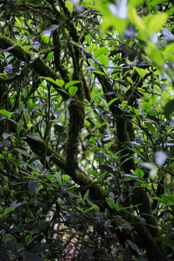 【代拍15号链接】武夷岩茶代拍组合链接