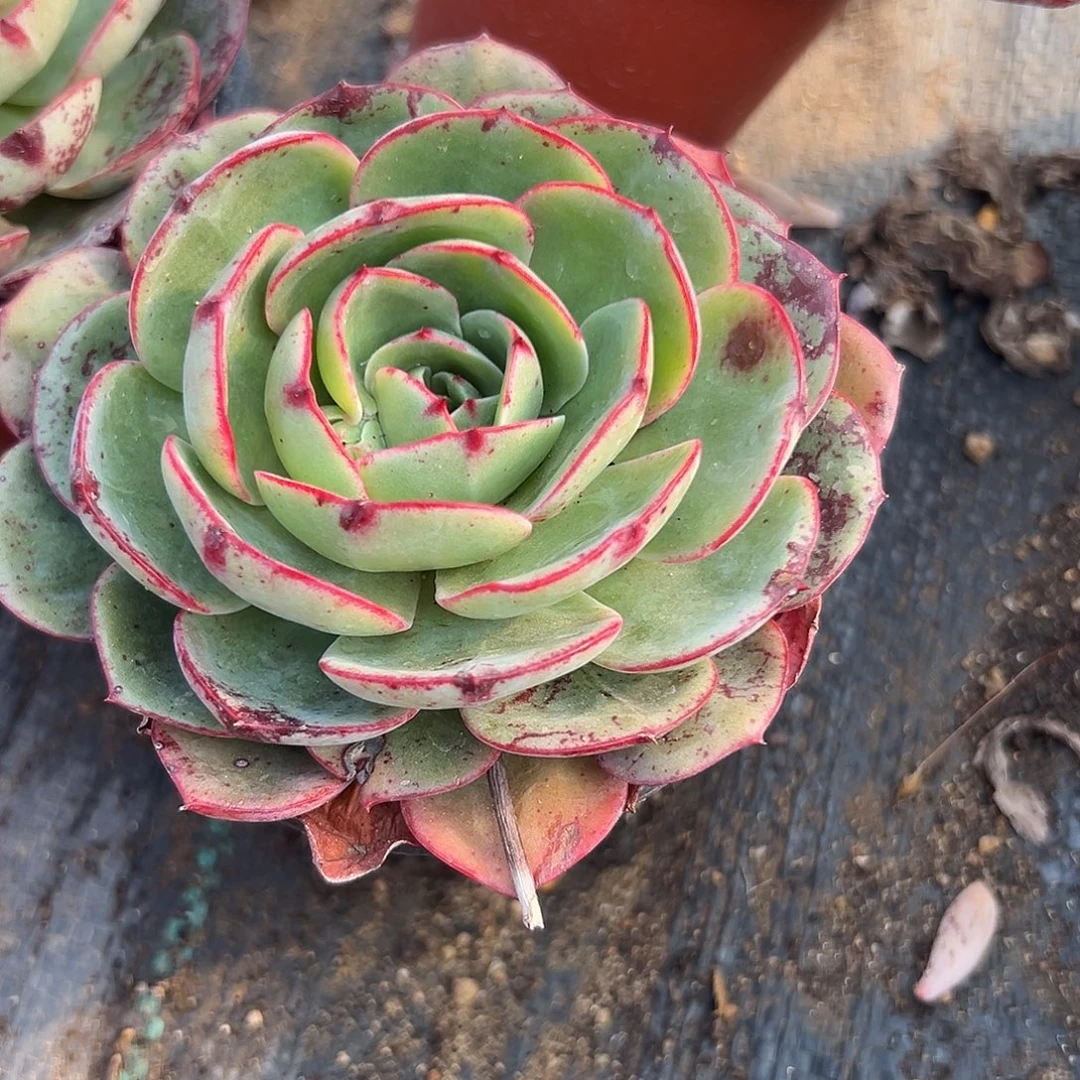 多肉植物爱火单头