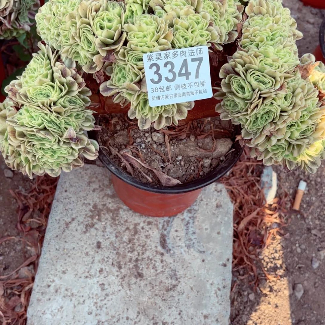 无花朵2棚法师000003347绿豆莎缀