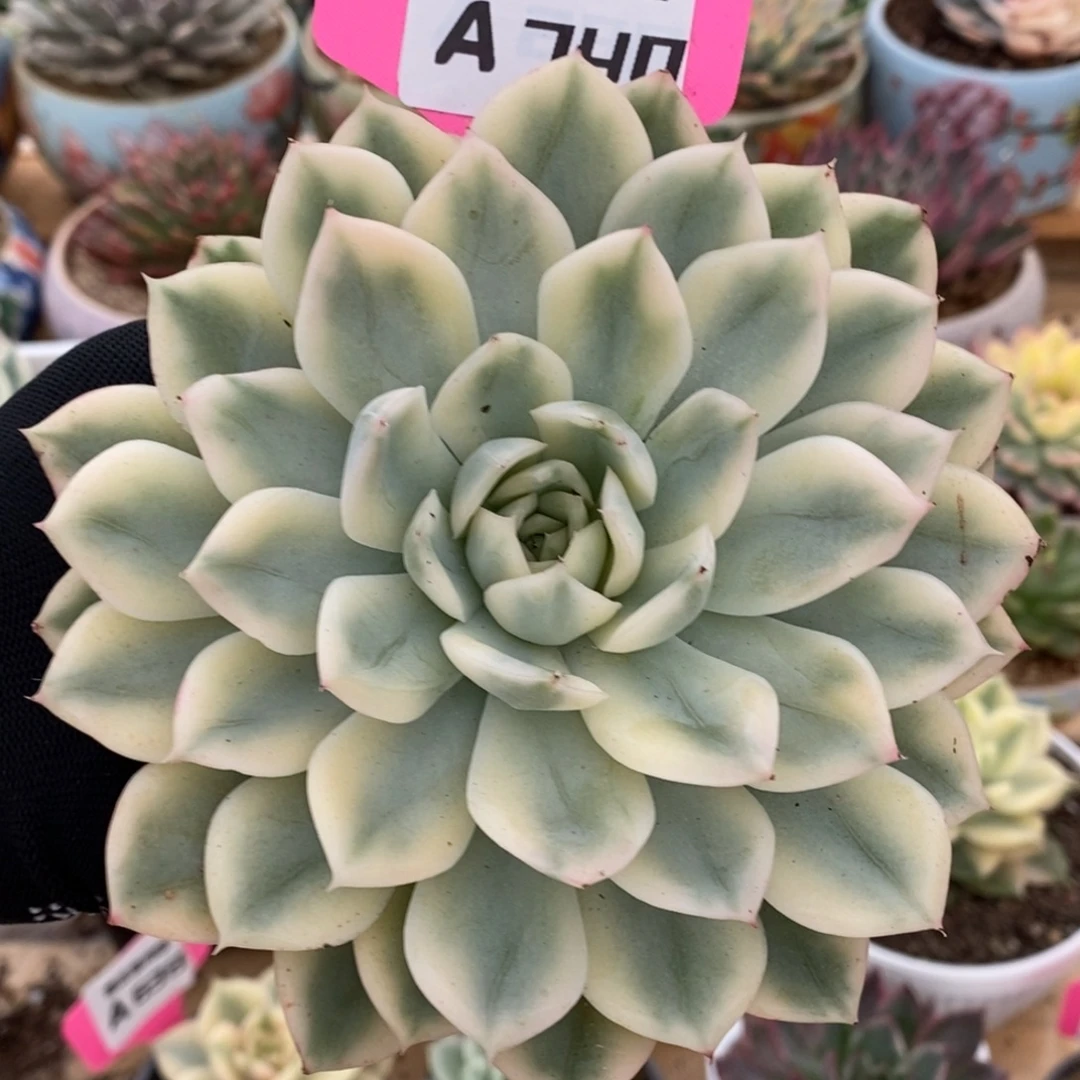 740全覆轮锦月亮仙子
