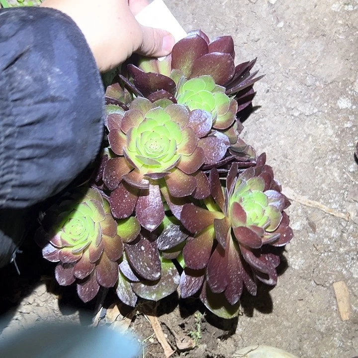 梨*?一物一拍不售后12