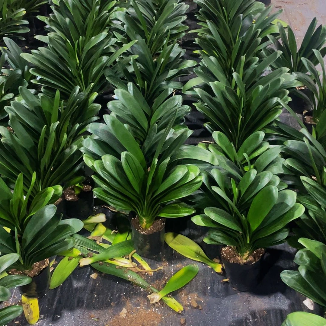 完全开放君子兰立板原土发货1棵