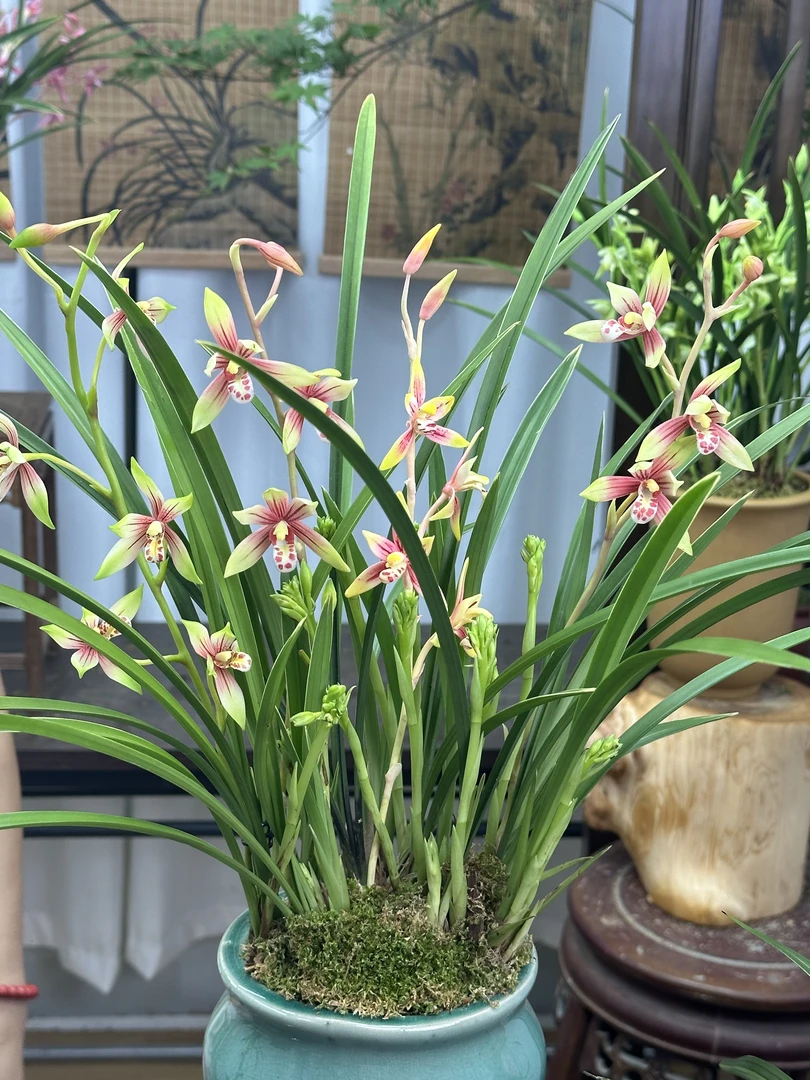 兰花 建兰铭品小国魂【逸红双娇带5-8支花剑】兰香陶瓷盆 室内浓香