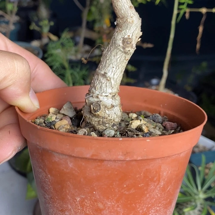 酒***督尼可达乳象带盆土