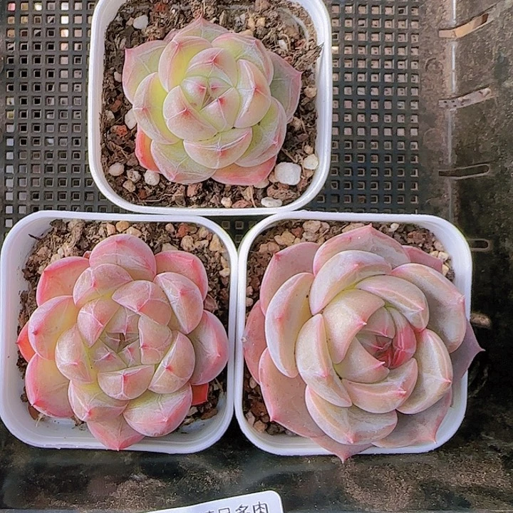 花时光精品多肉49