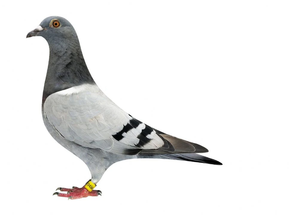 赛鸽笑笑-按照号码下单