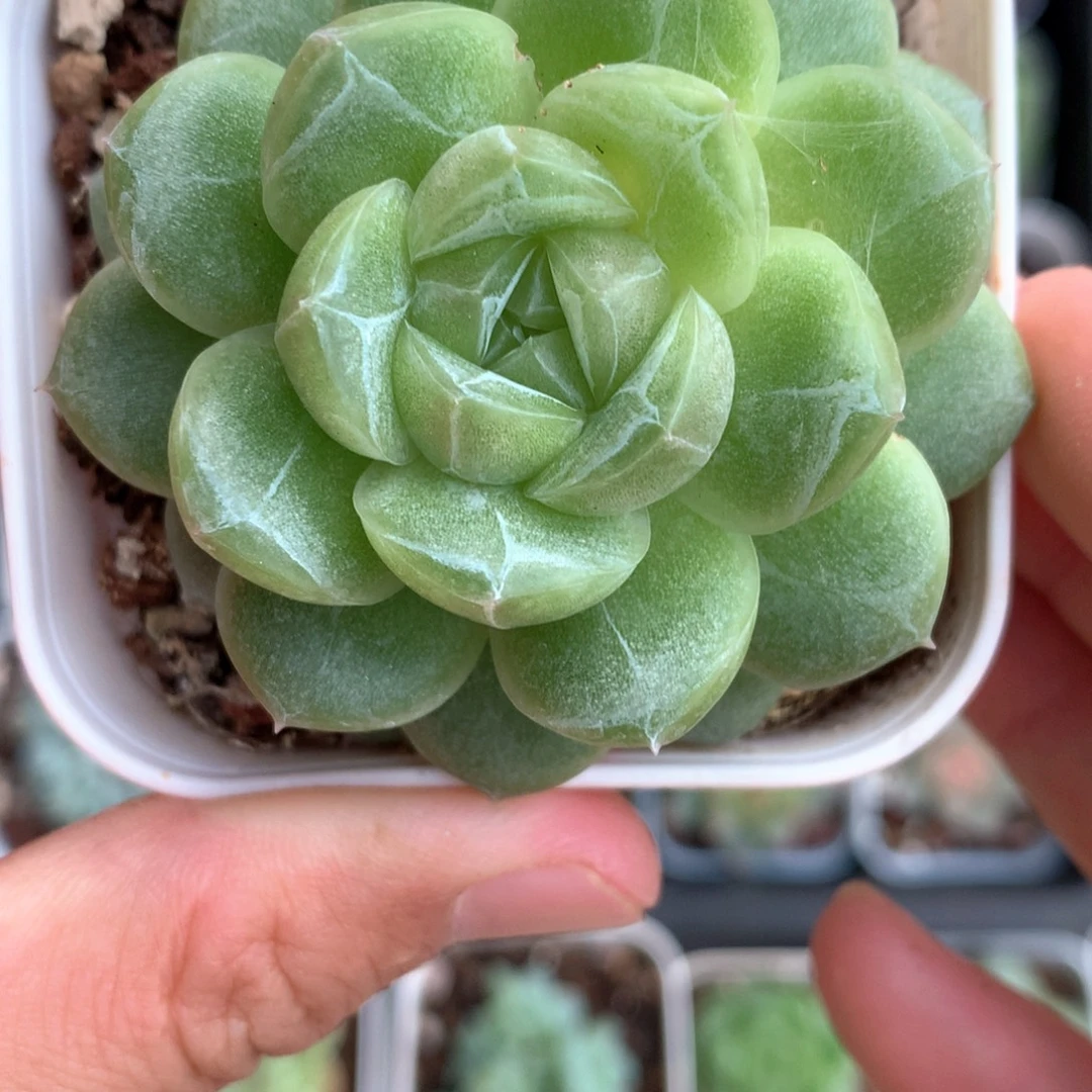 定向油脸麦秆。      32号