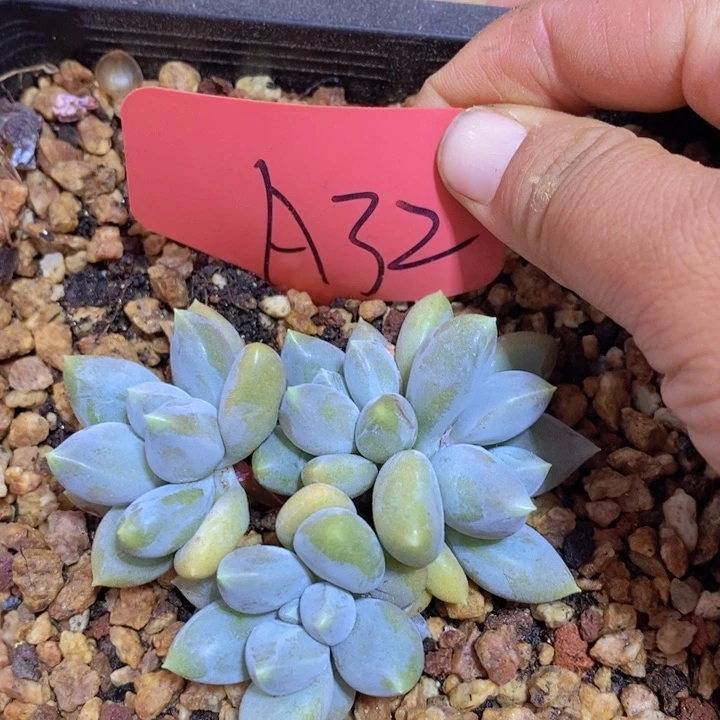 Y*S是不是很有意义哦