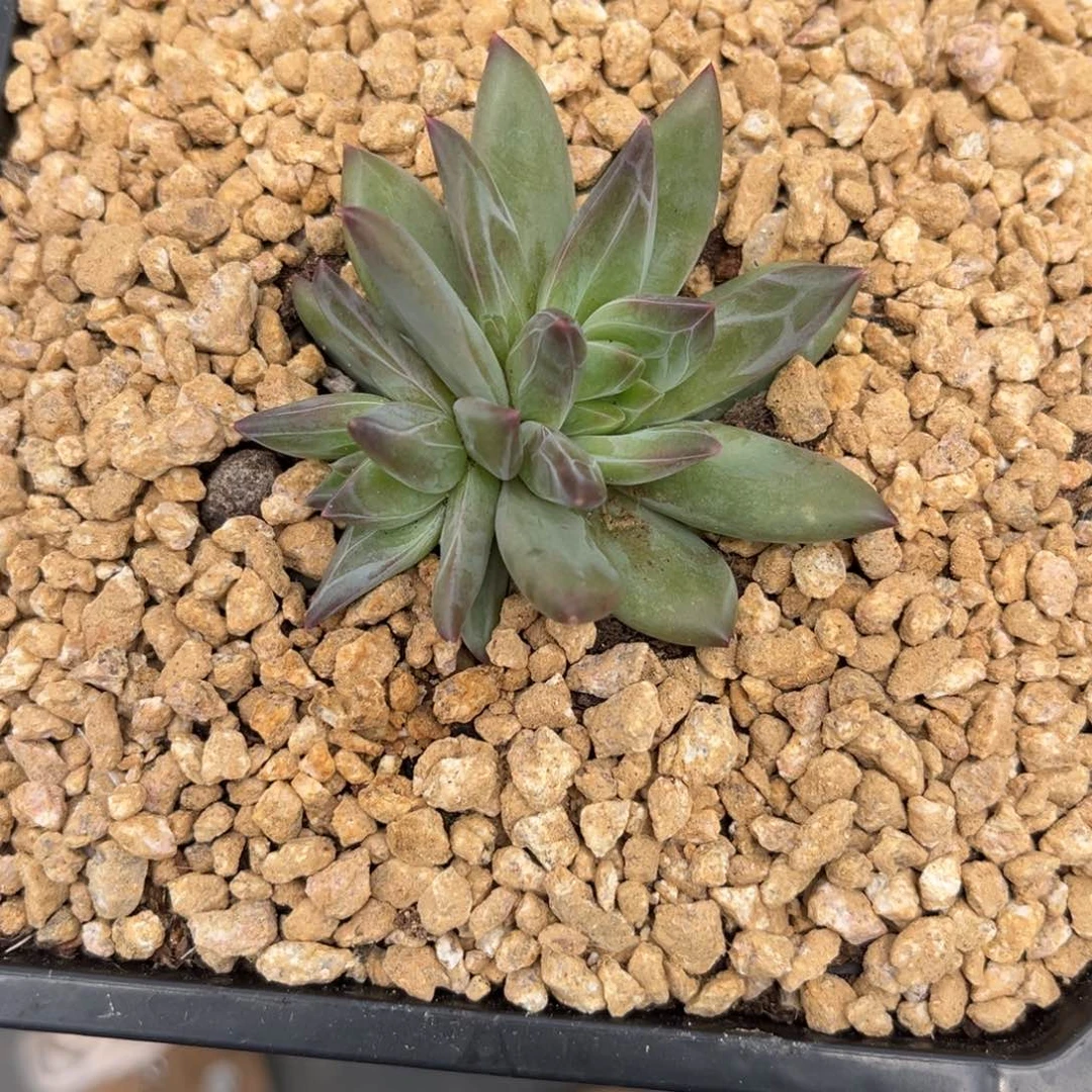 华****金多肉植物多肉植物