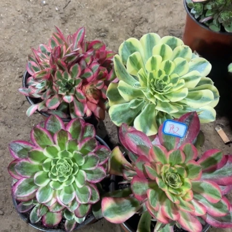 852多肉植物组合