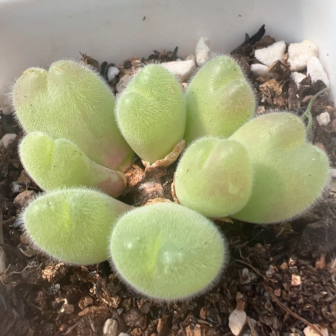 3006多肉植物百科毛翠滴
