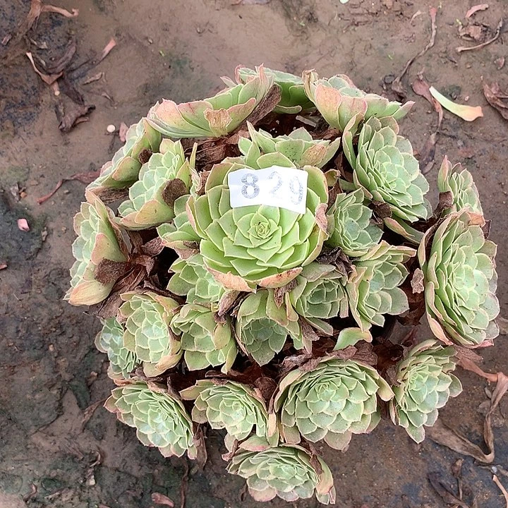 多肉植物粉花妖829