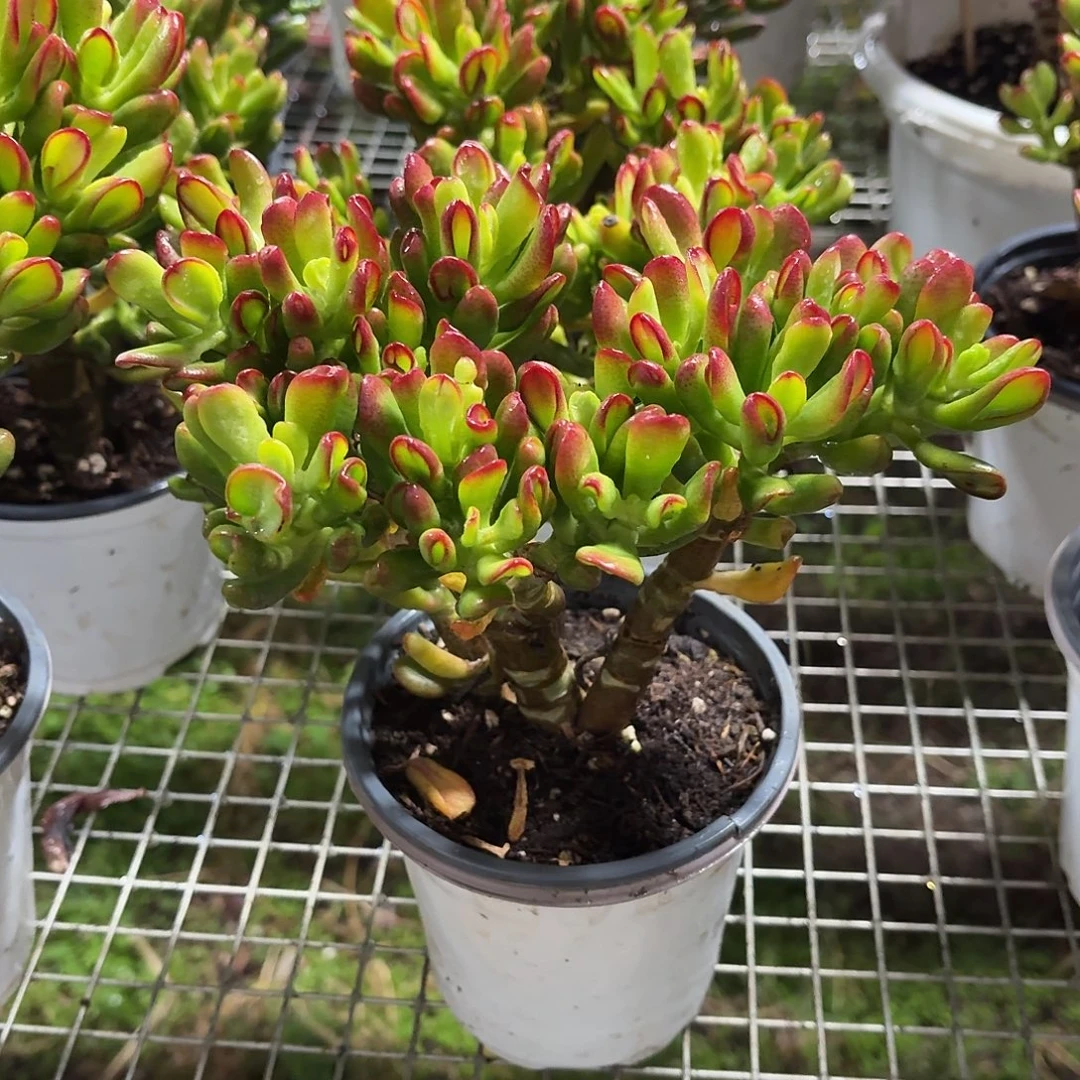 招财猫老桩冠幅18㎝左右