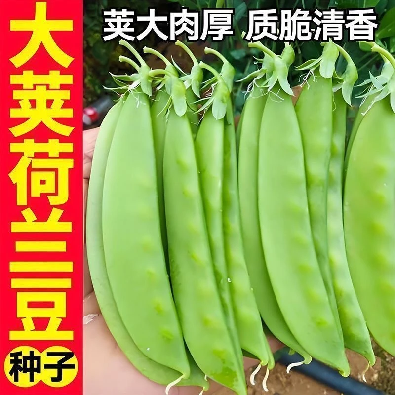 荷兰豆种籽种子豌豆苗四季甜蔬菜豌豆种籽孑籽种莱蚕豆菜籽碗豆尖