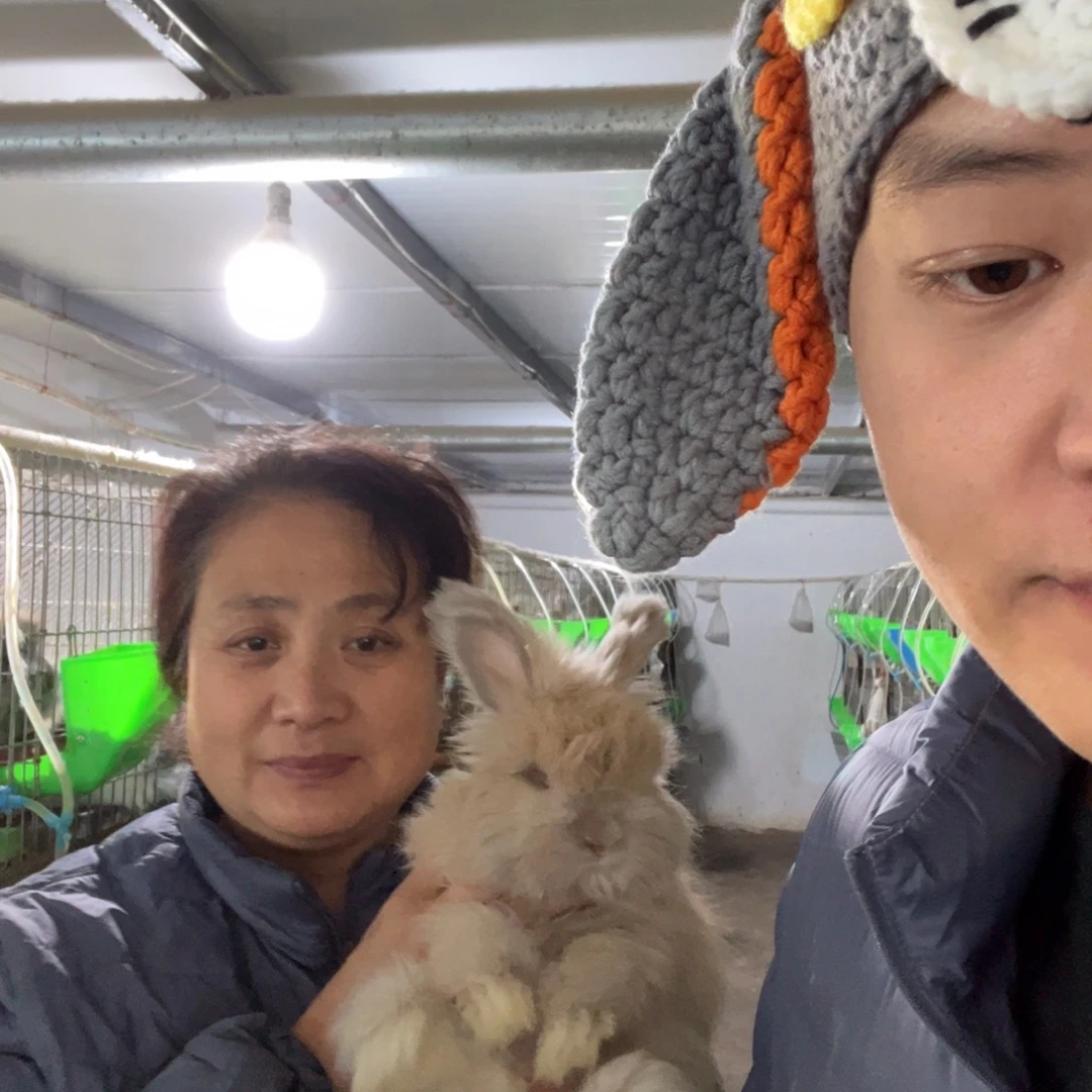 宠物兔英系安哥拉兔