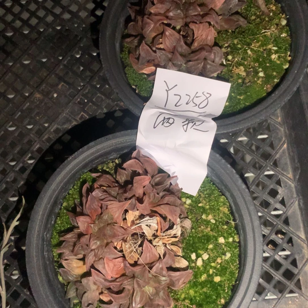 春**青2258。  两颗西瓜寿。