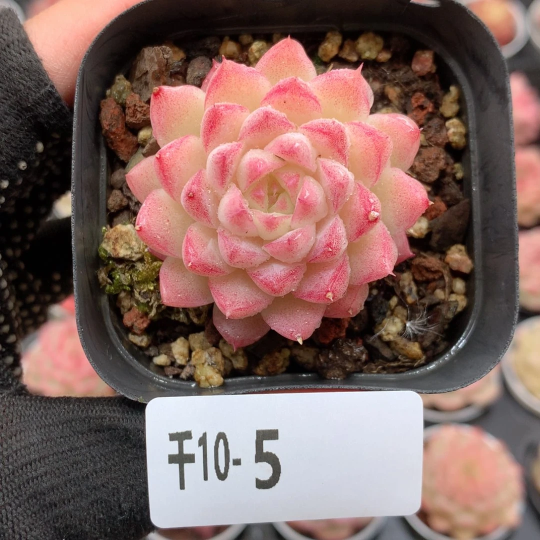 千山雪10-5 女王