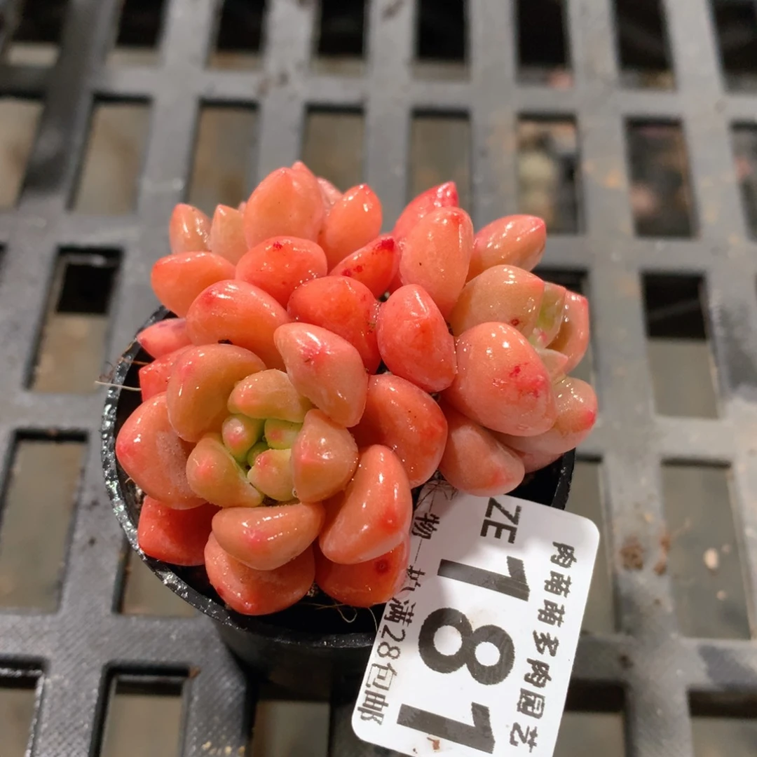 肉萌萌拇指盆精控多肉ZE181