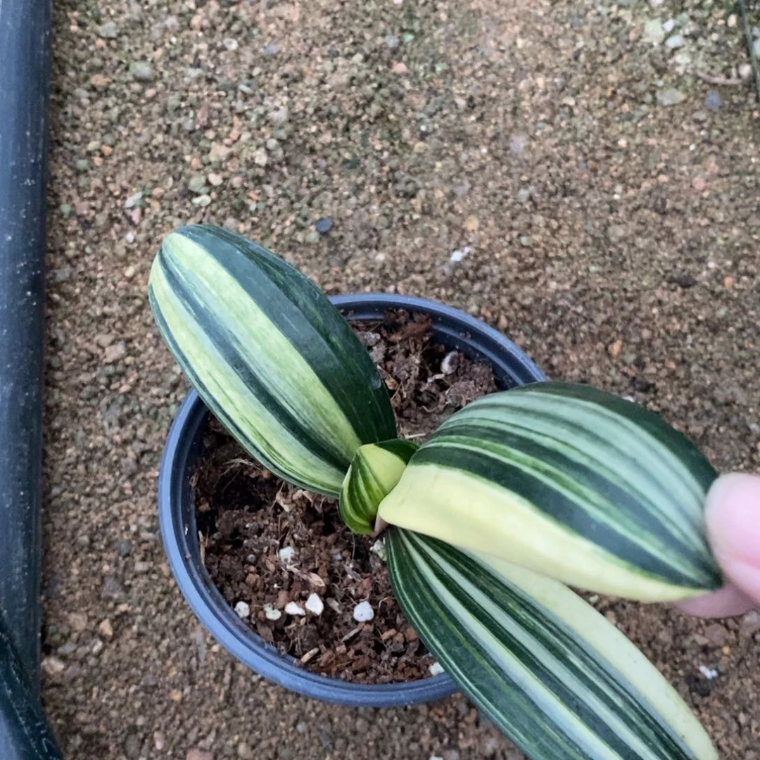 当前无花栽培后可以开花