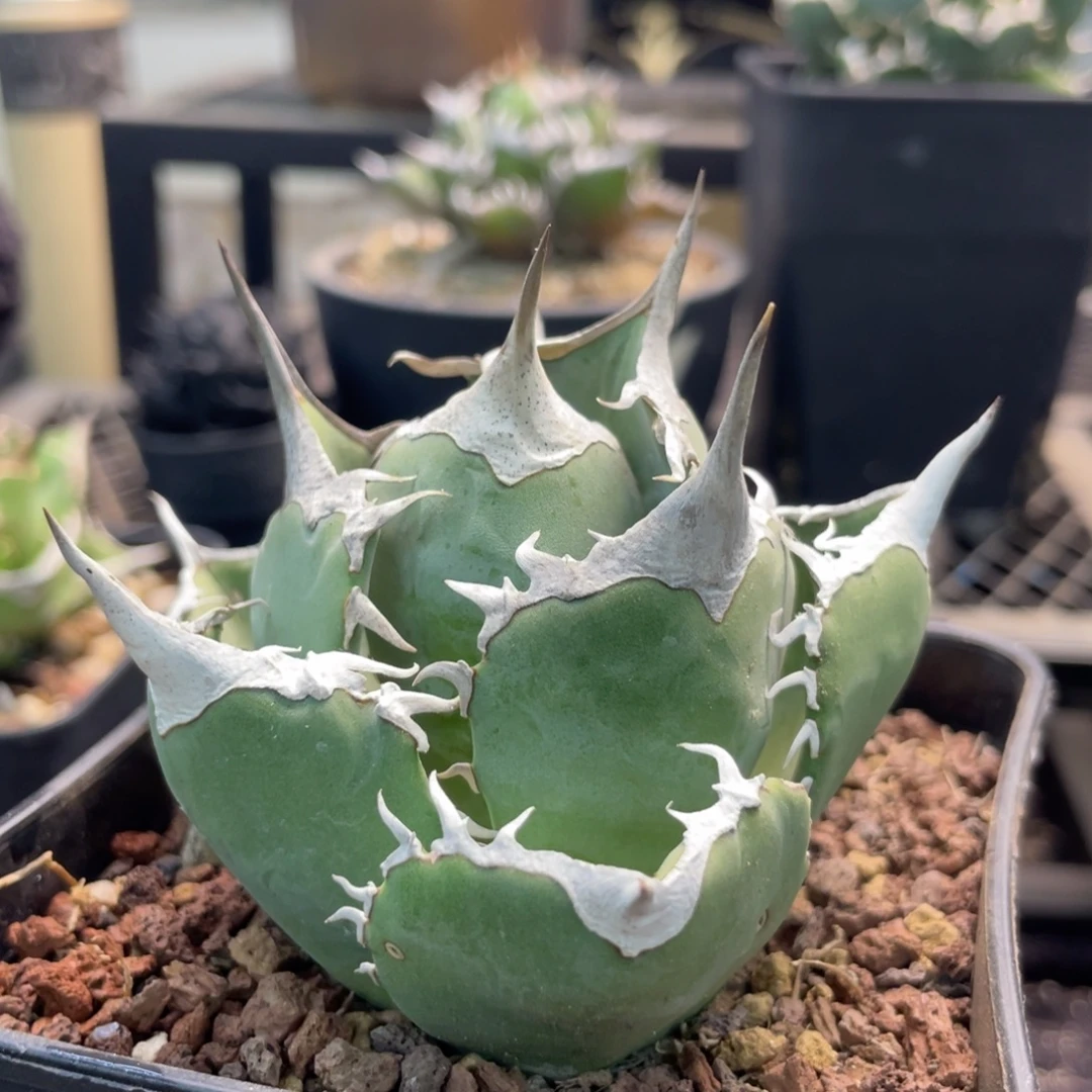 白象88888888888888