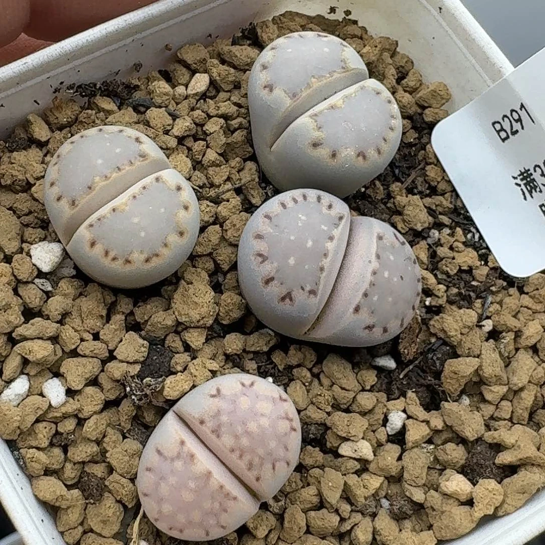 291多肉哈哈哈哈哈哈哈哈