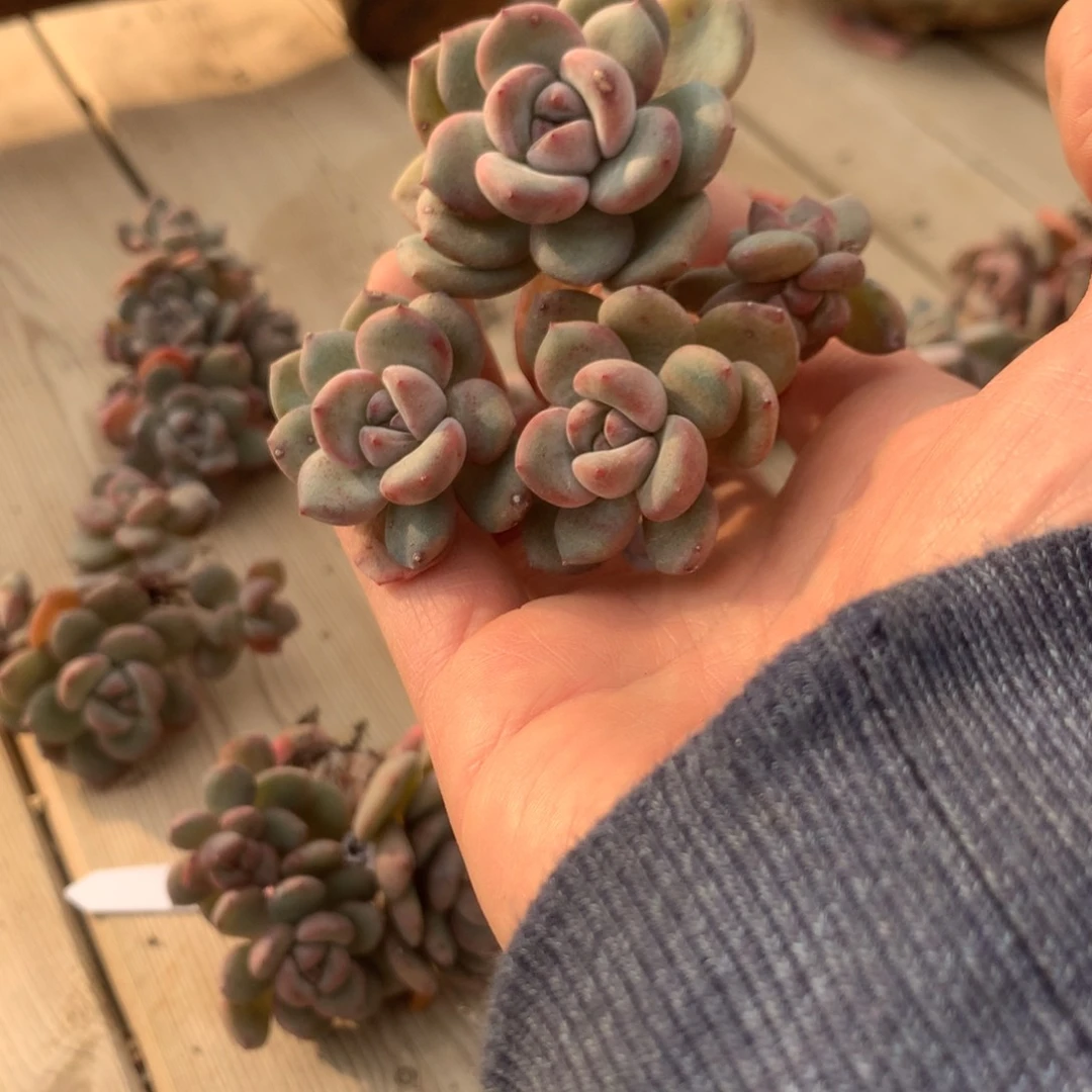 用****11581突尼斯发货多肉