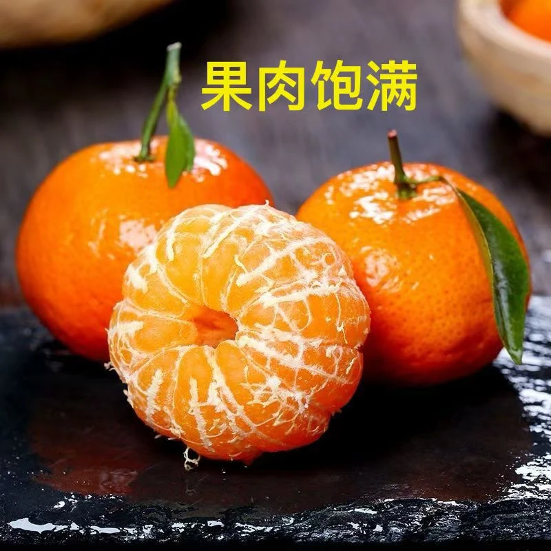 【坏果包赔】2025年新金秋砂糖桔特大果现采现发汁水充足果粒饱满
