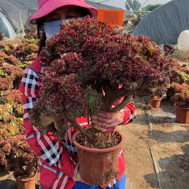 晨****》498玫瑰缀化老桩朵朵