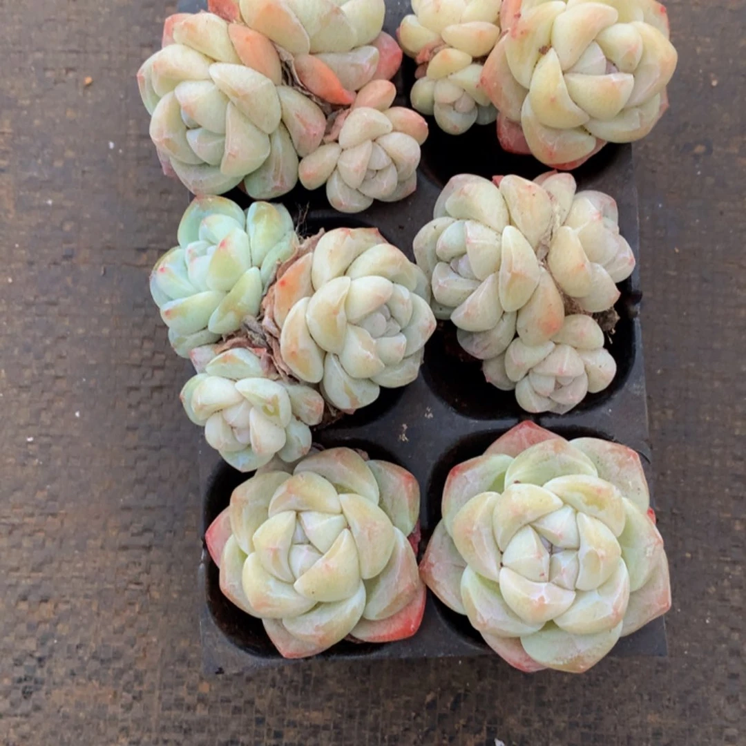 精控冰玉组合一物一拍