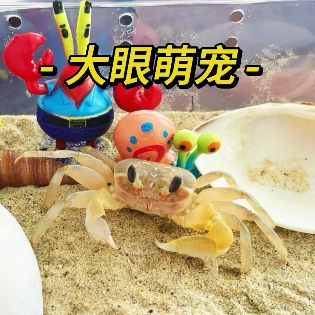 可爱大眼萌宠中华沙蟹易养螃蟹懒人办公室观赏宠物爬宠