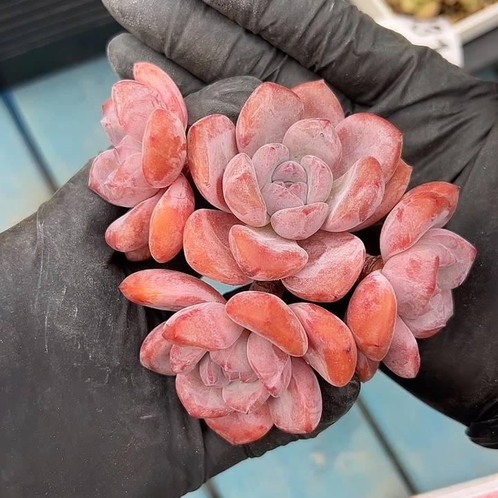 紫梦露四头脱土了吗