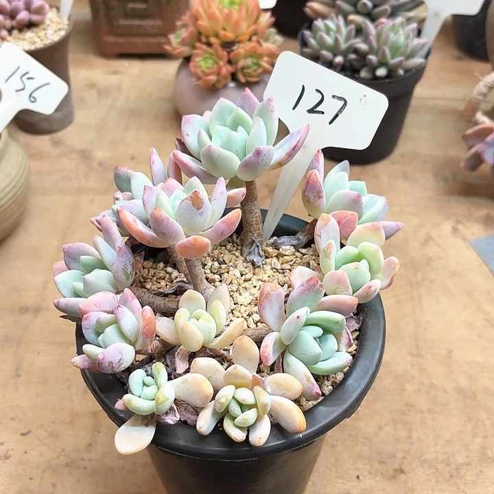 多肉植物，冷香127号