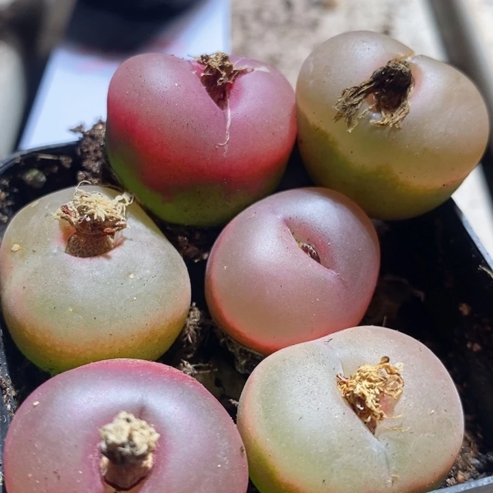 26210一组一组一组