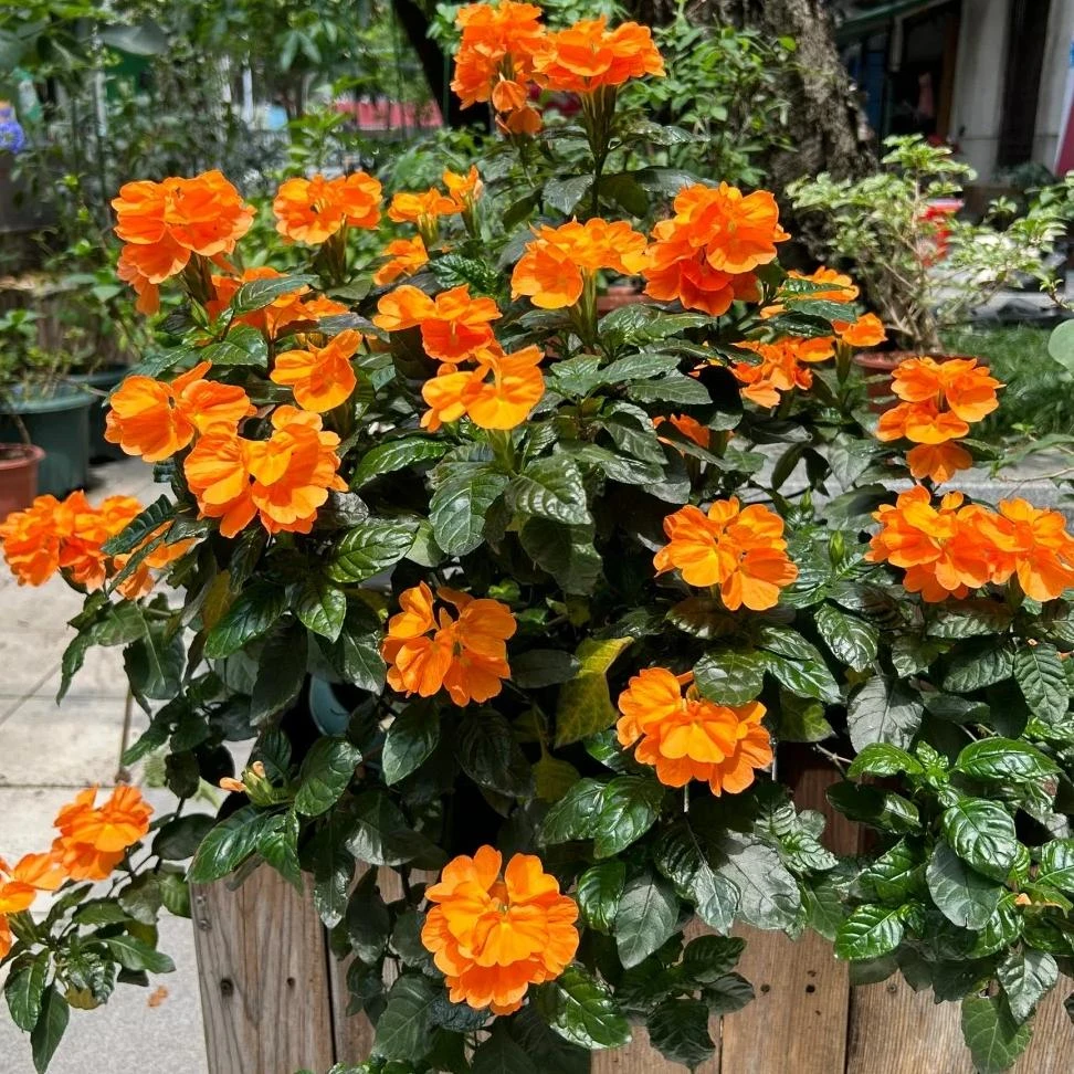 【鸟尾花】好看爆花机器耐热盆栽花卉易养护