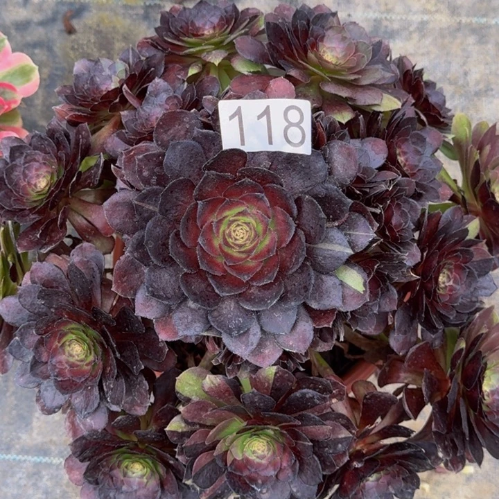 0000000118花花公子