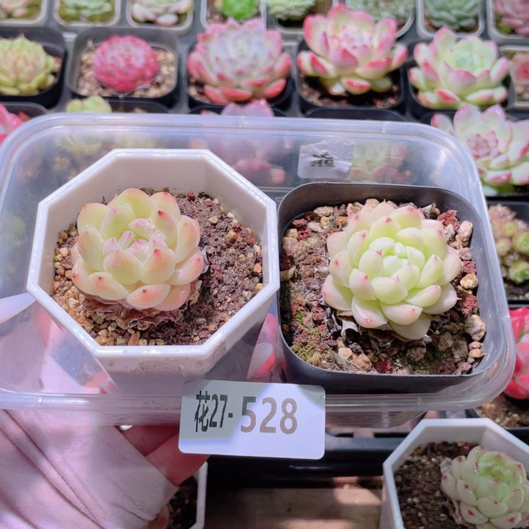 花利美27-528明月心➕女王玫瑰